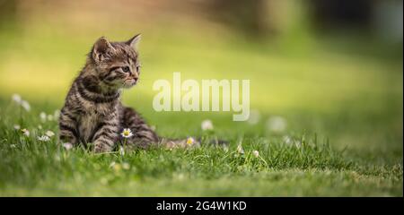 Adorable and curious little tabby kitten vigorously playing in the garden in the grass.