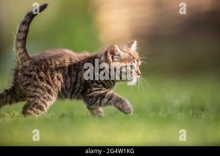 Adorable and curious little tabby kitten vigorously playing in the garden in the grass. Stock Photo