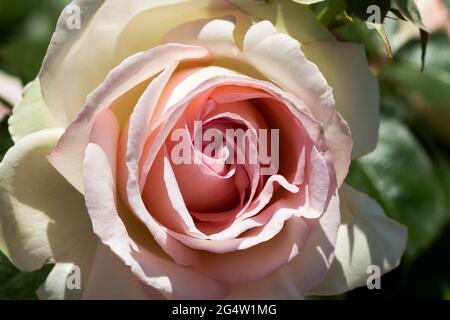 Large, fragrant, sumptuous, coral-pink roses with a bud against a dark-leafed rose shrub in spring. Pink rose flowers on the rose bush in the garden i