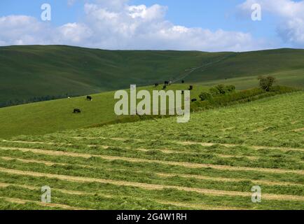 Cattle grazing next to a field of silage in the rolling hills of the Scottish borders on a sunny summers day.herd Stock Photo