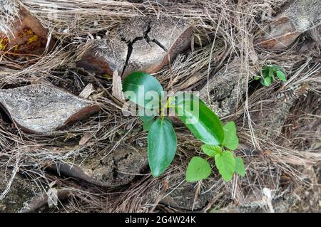 young sprout on a tree. financial concept, investment to start, family Stock Photo