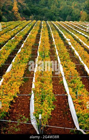 Vineyards at Symvolo mountain, close to Folia village, Kavala, Macedonia, Greece. Stock Photo