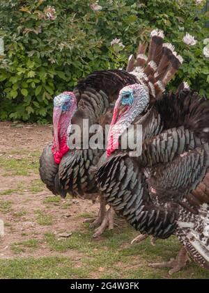 Two male turkeys (meleagris gallopavo) standing side by side in front of a green bush