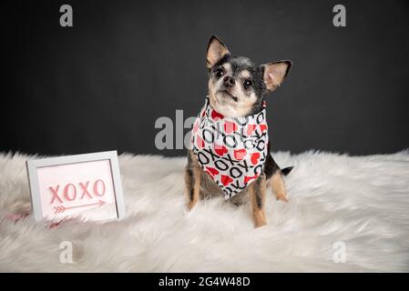 Closeup shot of a cute Chihuahua on a fluffy carpet and a sign with 'xoxo' writing Stock Photo