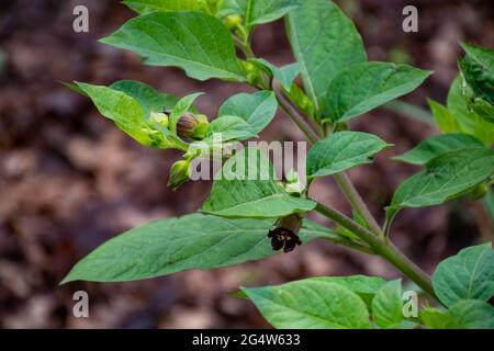 Botanical collection, Atropa belladonna, commonly known as belladonna or deadly nightshade, is  poisonous perennial herbaceous plant in  nightshade fa Stock Photo