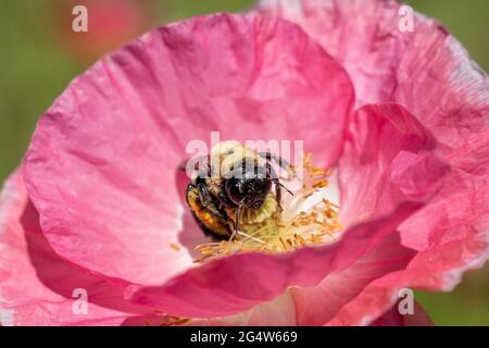 Bumble bee gathers nectar on pink flower Stock Photo