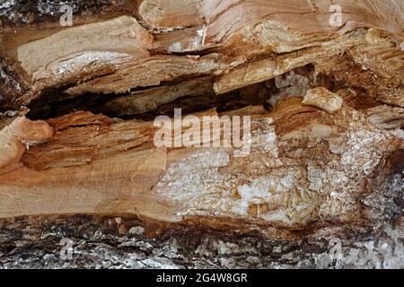 View of the broken trunk of an old apple tree in a horizontal position. Stock Photo