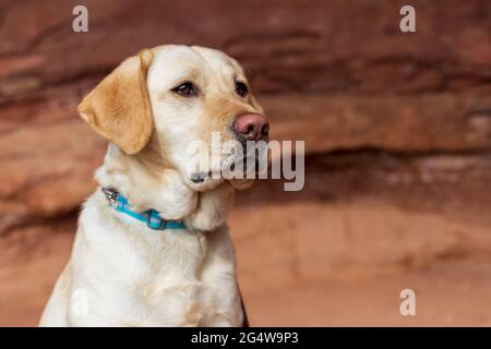 Yellow labrador retriever lays calmly in front of red rocks looking off into the distance Stock Photo