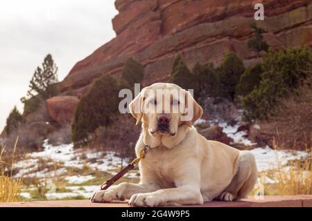 Yellow labrador retriever lays calmly in front of red rocks with snow seen in the background Stock Photo