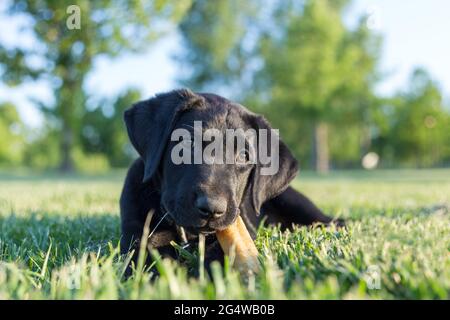 Precious black labrador retriever puppy lays down in green grass with several trees in the background. The puppy is chewing on a bone with a slight he Stock Photo