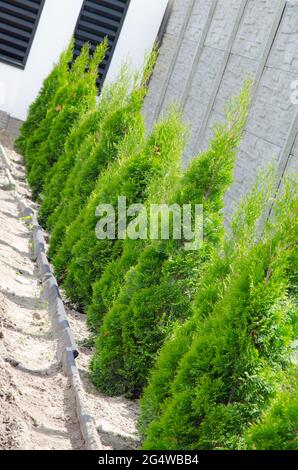 Green hedge of thuja trees. Green hedge of the tui tree. Nature, Stock Photo