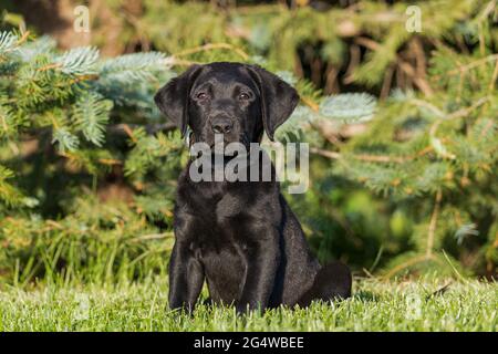 Adorable black labrador retriever puppy sitting in front of an evergreen tree Stock Photo