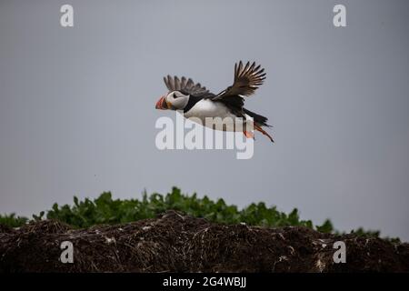 Atlantic puffin Fratercula arctica coming in to land on the Inner Farne island during the breeding season in Northumberland, England U.K. Stock Photo
