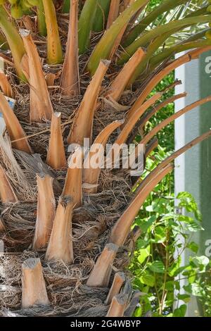 The trunk surface of dates palm tree with felled branches. Stock Photo