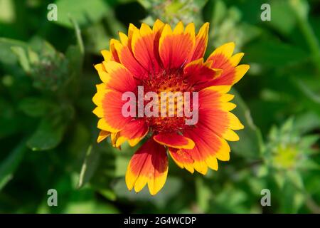 This is the colorful Goblin Gaillardia flower with its cherry red petals with yellow serrated tips. Stock Photo