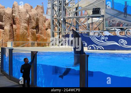 Belek, Antalya, Turkey - May 15, 2021: The Dolphins on creative entertaining show at Land of Legends theme park in Belek. Stock Photo