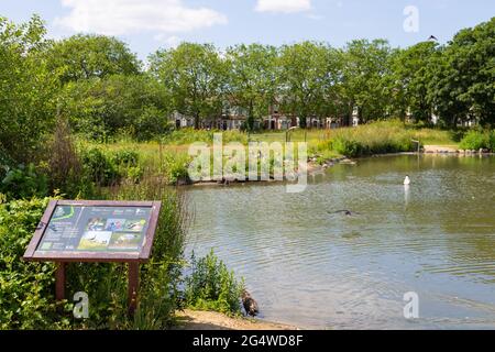 Jubilee pond, Wanstead flats, park, Forest Gate, E7, London, uk Stock Photo