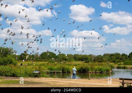 Jubilee pond, flock of pigeons, Wanstead flats, park, Forest Gate, E7, London, uk Stock Photo