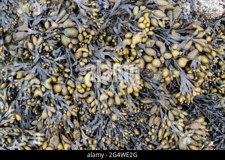 Texture of green and brown seaweed at the seaside in Brittany Stock Photo