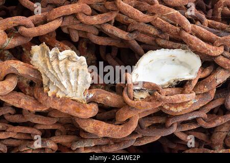 Oyster shells hanging on an old rusty maritime chain Stock Photo