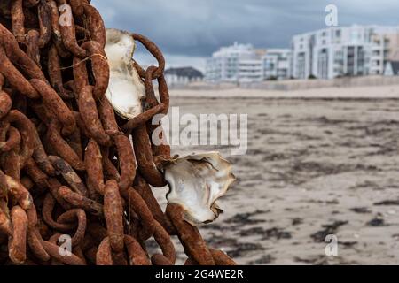 Beach in Brittany with a rusty chain and shells in the foreground Stock Photo