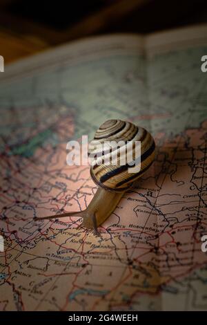 Little snail crawling across the world map Stock Photo