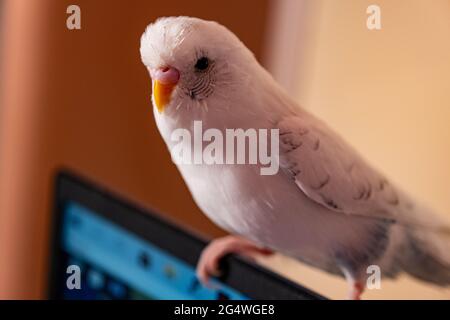 Closeup shot of a white Budgie parrot sitting on the monitor on a blurred background Stock Photo