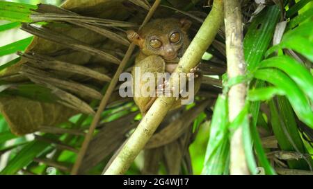 Tarsier animal on a small branch in the rain forest in Bohol ...