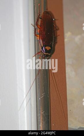 Australian Cockroach (Periplaneta australasiae) adult walking down the side of a mirror south-east Queensland, Australia      December Stock Photo
