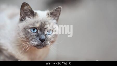 Older gray cat with piercing blue eyes, closeup detail, blurred background - space for text - right side Stock Photo