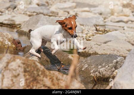 Small Jack Russell terrier playing in shallow river on sunny day, jumping over stones, drops splashing around Stock Photo