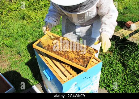 Beekeeper Tending to their Bees Stock Photo