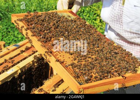 Capped and Uncapped Brood Comb Stock Photo