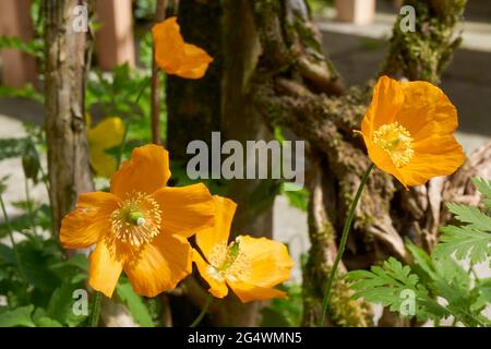 Closeup of orange poppies in a garden in springtime. Stock Photo