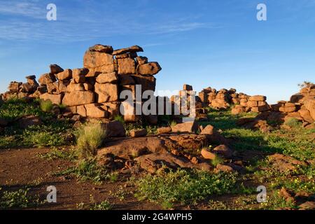 Giants' Playground on  Farm Gariganus east of Keetmanshoop: weathered dolerite rocks (spheroidal weathering),goat's head blooming, Namibia Stock Photo