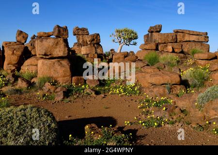 Giants' Playground on  Farm Gariganus east of Keetmanshoop: weathered dolerite rocks (spheroidal weathering) and quiver tree (Aloe dichotoma), Namibia Stock Photo