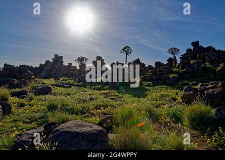 Giants' Playground on  Farm Gariganus east Keetmanshoop: weathered dolerite rocks (spheroidal weathering) and quiver trees (Aloe dichotoma), Namibia Stock Photo