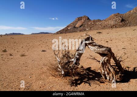 Klein-Aus Vista Lodge near Aus: dead tree at the edge of the Namib desert, Karas Region, Namibia Stock Photo