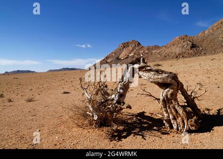 Klein-Aus Vista Lodge near Aus: dead tree at the edge of the Namib desert, Karas Region, Namibia Stock Photo