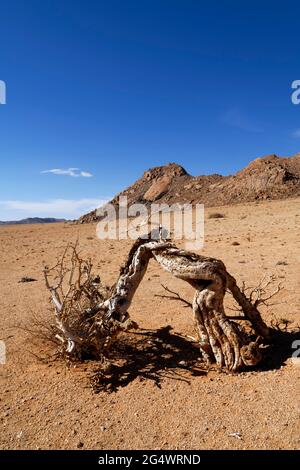 Klein-Aus Vista Lodge near Aus: dead tree at the edge of the Namib desert, Karas Region, Namibia Stock Photo