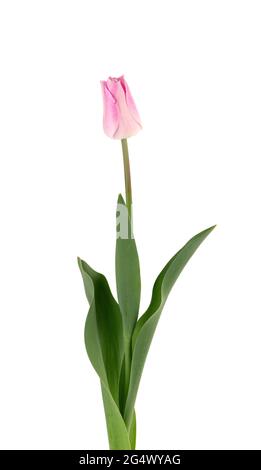 Tulip flower on a long stem with leaves, isolated on white background. Beautiful spring flowers. Stock Photo