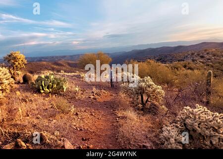 Hiking through a cholla garden on the Arizona Trail, Sonoran Desert, Arizona, U.S.A Stock Photo