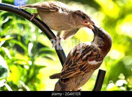 Baby Sparrow on its perch at feeding time Stock Photo