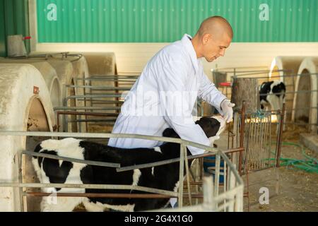 Man taking care of calves in cowshed Stock Photo