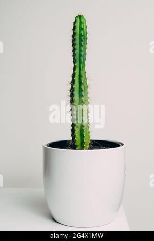 Beautiful healthy pole cactus in a white pot in an apartment - decoration Stock Photo