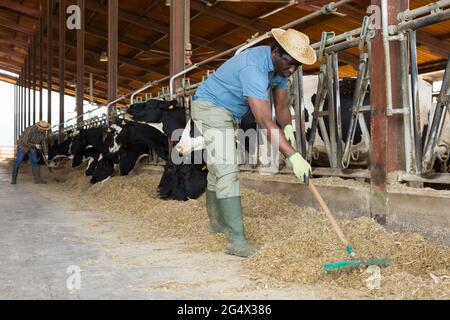 African male farmer in strow hat working in stall Stock Photo