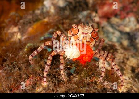 This pom-pom crab or mosaic boxer crab, Lybia tesselata, is carry a large egg mass along with its associated anemones, Triactis producta, that it carr Stock Photo