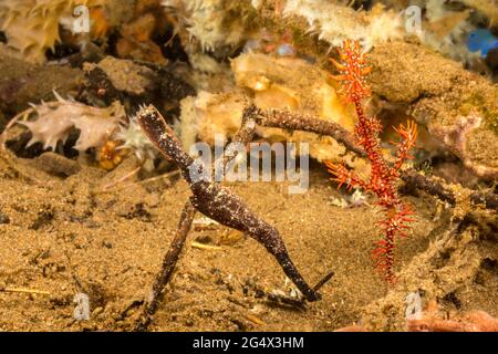 Closeup of a ghost pipefish, solenostomus cyanopterus, a double ended ...
