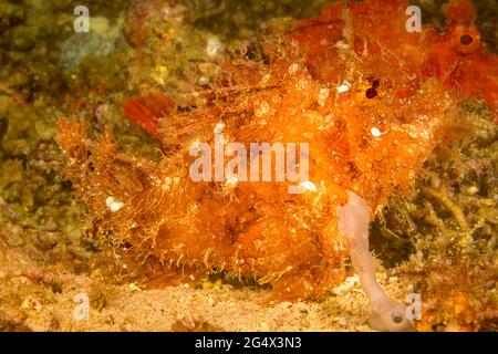 Two species of scorpionfish together. A weedy scorpionfish, Rhinopias frondosa, in the foreground with a red paddle-flap scorpionfish, Rhinopias eschm Stock Photo