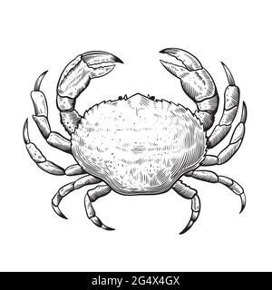 Black and white line illustration of crab in sketch engraving vintage style for menu and label design.  Stock Vector